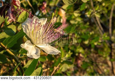 Close-up Of The Flower Of The Caper Plant, Capparis Spinosa, At Sunset. Island Of Mallorca, Spain