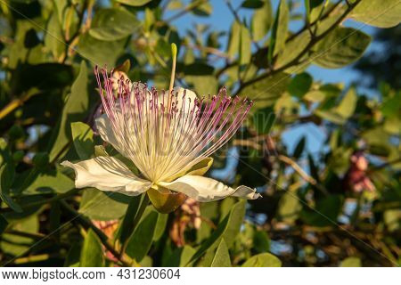 Close-up Of The Flower Of The Caper Plant, Capparis Spinosa, At Sunset. Island Of Mallorca, Spain