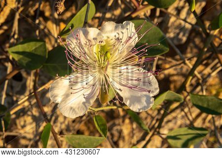 Close-up Of The Flower Of The Caper Plant, Capparis Spinosa, At Sunset. Island Of Mallorca, Spain