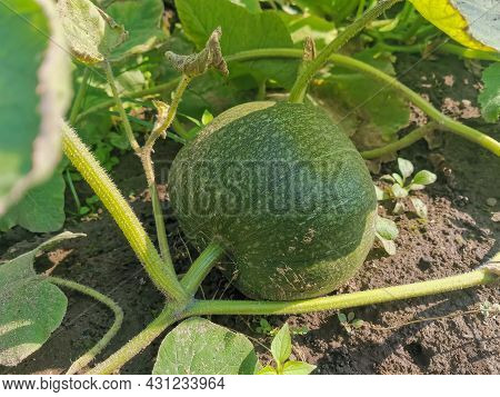 Green Pumpkin Close-up Lies On The Ground Under The Shadow Of A Large Leaf On A Sunny Day