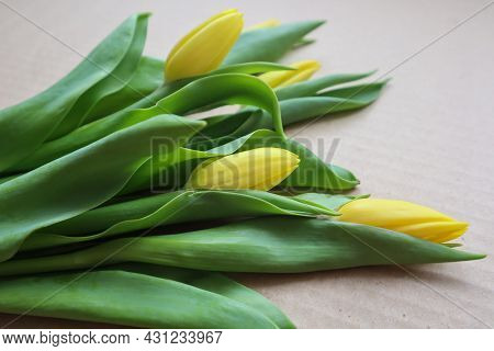 A Bouquet Of Yellow Tulips Close-up Lies On A Beige Background On A Clear Sunny Day