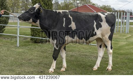 Bull-producer In The Show Rack. Images For The Agricultural Catalog. Production Of Sperm For Insemin