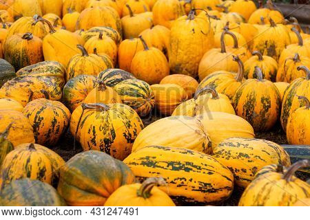 Defocus A Lot Of Yellow And Green Pumpkin At Outdoor Farmers Market. Colorful Stripe And Spot Variet