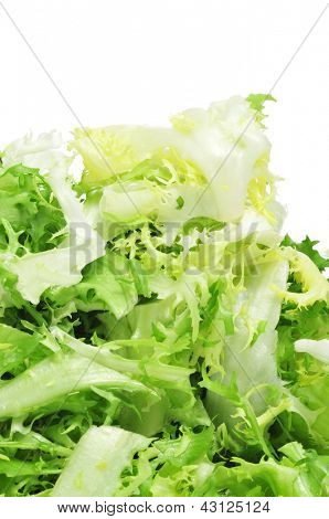 흰색 바탕에 escarole 꽃 상 추의 몇 가지 다진된 나뭇잎