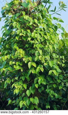 Betel Plant Creeping On A Tree For Nature Theme Background.