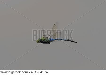 Adult Male Giant Darner In Flight. Ed Levin County Park, Santa Clara County, California, Usa.