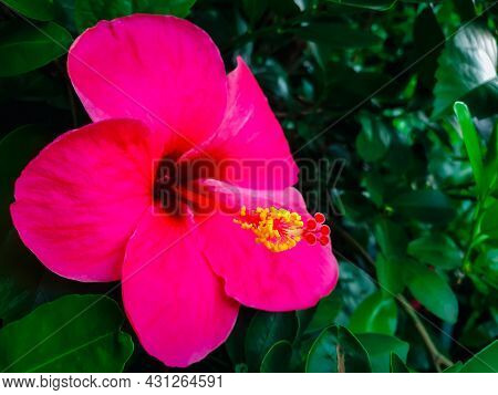 Flower (chinese Hibiscus, China Rose) In Garden