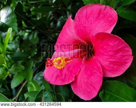 Flower (chinese Hibiscus, China Rose) In Garden