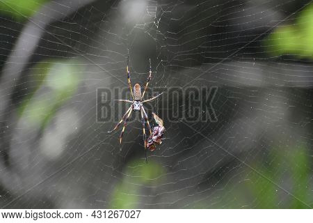 Golden Orb Weaver Spider And Prey In A Web