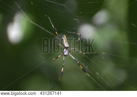 Banana Spider In A Web In The Woods In Florida