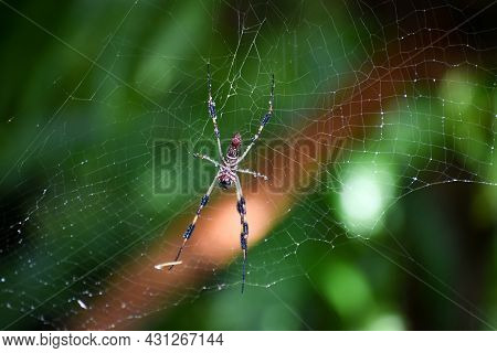 Banana Spider In A Web In The Woods In Florida