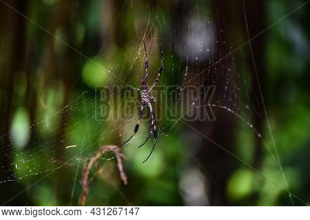 Banana Spider In A Web In The Woods In Florida