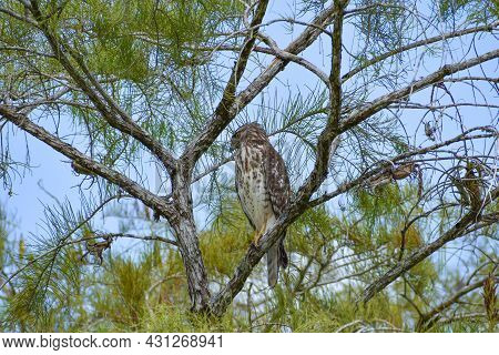 Broad-winged Hawk Perched In A Tree In Big Cypress National Preserve, Florida