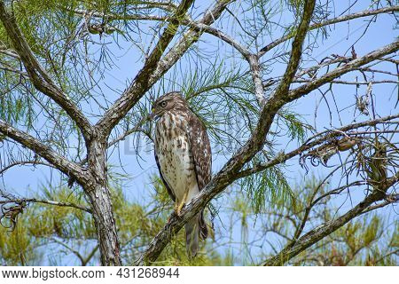Broad-winged Hawk Perched In A Tree In Big Cypress National Preserve, Florida