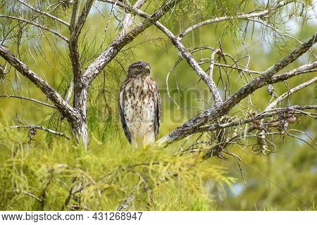 Broad-winged Hawk Perched In A Tree In Big Cypress National Preserve, Florida