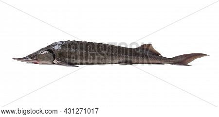 Fresh Sterlet Close Up Isolated On White Background
