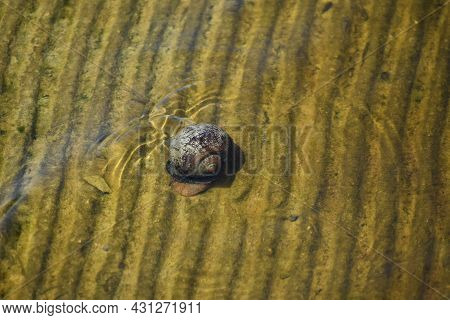 Apple Snail In Big Cypress National Preserve, Florida, United States