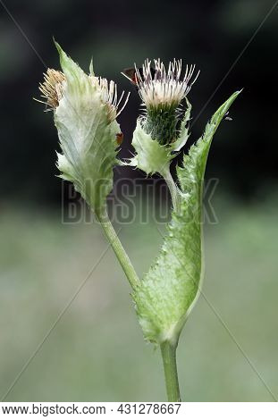 Close Up Of Lonely Cabbage Thistle Flower Against A Dark Green Background. Selective And Soft Focus.