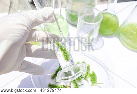 Sea Grapes And Simple Plant Experiments Biology In The Laboratory