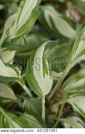 One-striped Wavy Plantain Lily - Latin Name - Hosta Undulata Var. Univittata