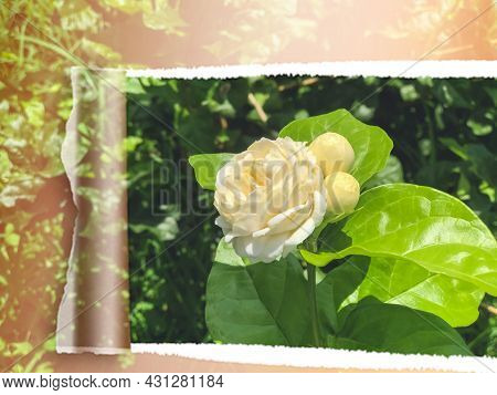 Jasminum Sambac Flower Are Blooming And Green Leaf