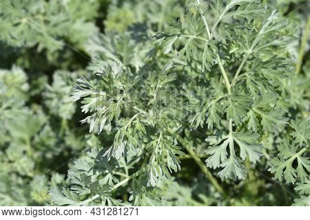 Common Wormwood Leaves - Latin Name - Artemisia Absinthium