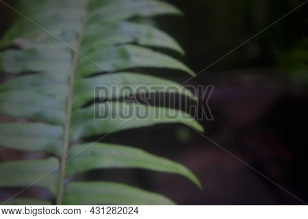 Defocused Nature Abstract Background, Daylight In Nature