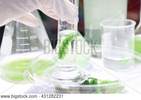 Sea Grapes And Simple Plant Experiments Biology In The Laboratory
