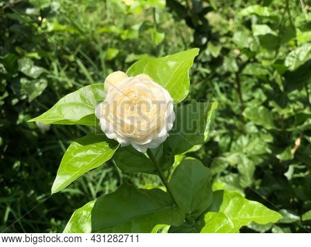 Jasminum Sambac Flower Are Blooming And Green Leaf