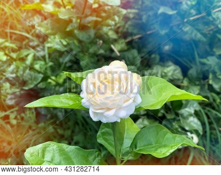 Jasminum Sambac Flower Are Blooming And Green Leaf
