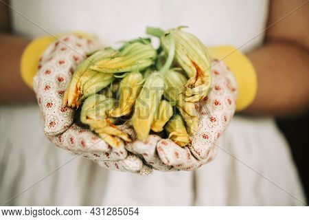 Zucchini Holding Flowers In The Hands Of The Gardener  In Gloves Outdoors - Gardening