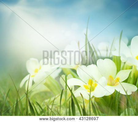 Frisk Primrose blomster i foråret engen