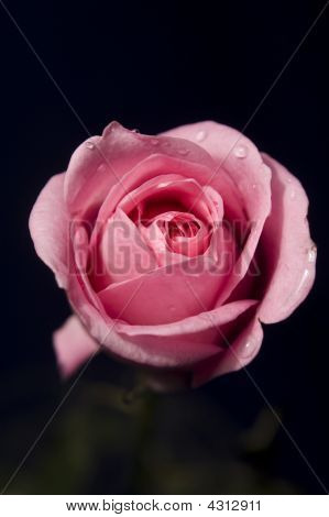 Smukke Rose