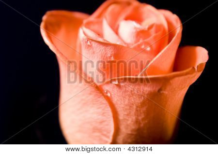 Smukke Rose
