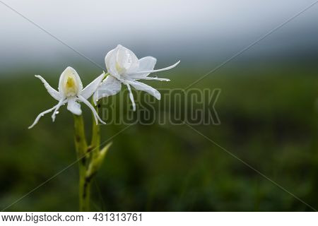 Habenaria Longicornu Commonly Known As Long-horned Habenaria Is A Terrestrial Orchid. Which Is Found
