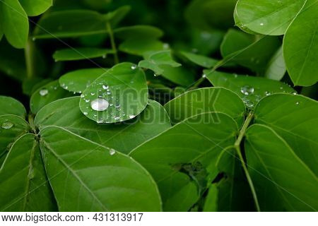 Raindrop On The Leaf Of Sickle Senna Plant During Rainy Season. Used Selective Focus.