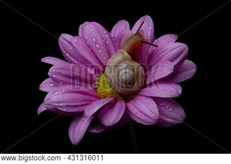 Garden Grape Snail On A Pink Chrysanthemum Flower On A Black Background. For The Poster.