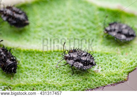 Extreme Macro Photo Of The Very Small Lace Bugs Nymphs On The Flower. Used Selective Focus. These In