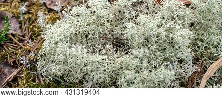 Photo Of White Moss, Taiga Zone. Vivid Landscapes With Moss, Forest And Wild Flora In The Forest In 