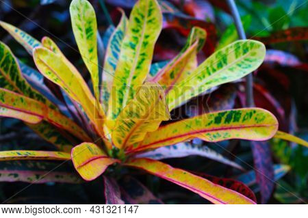 Codieum Motzel Is A Perennial Evergreen Shrub. It Is Bred As A Houseplant