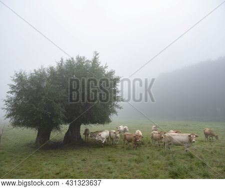Curious Blonde D'aquitaine Cows In Misty Morning Meadow With Willow Trees Near River Seine In Northe