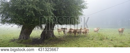 Curious Blonde D'aquitaine Cows In Misty Morning Meadow With Willow Trees Near River Seine In Northe