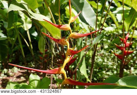 Heliconia Psittacorum Latispatha- The Extended Lobster Claw Flower Seen In Martinique Island.