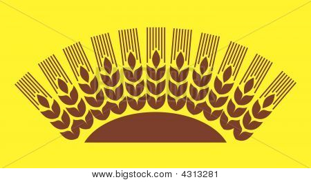 Grano sole