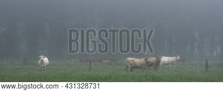 Curious Blonde D'aquitaine Cows In Misty Morning Meadow With Willow Trees Near River Seine In Northe