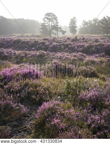 Pine Trees In Morning Fog And Colorful Purple Heather On Heath Near Zeist In The Netherlands