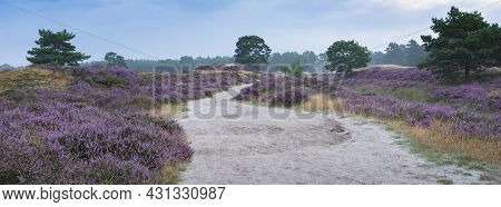 Sand Path And Pine Trees Under Blue Summer Sky And Colorful Purple Heather On Heath Near Zeist In Th
