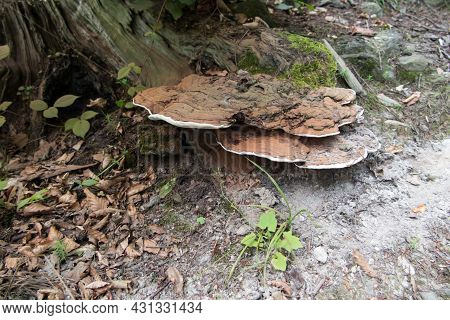 Huba, Or Fungus, Growing On A Tree Trunk