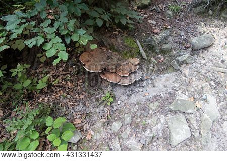 Huba, Or Fungus, Growing On A Tree Trunk