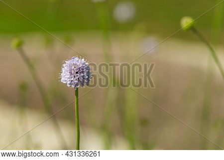 Succisella Inflexa Summer Time Macro Picture Close Up